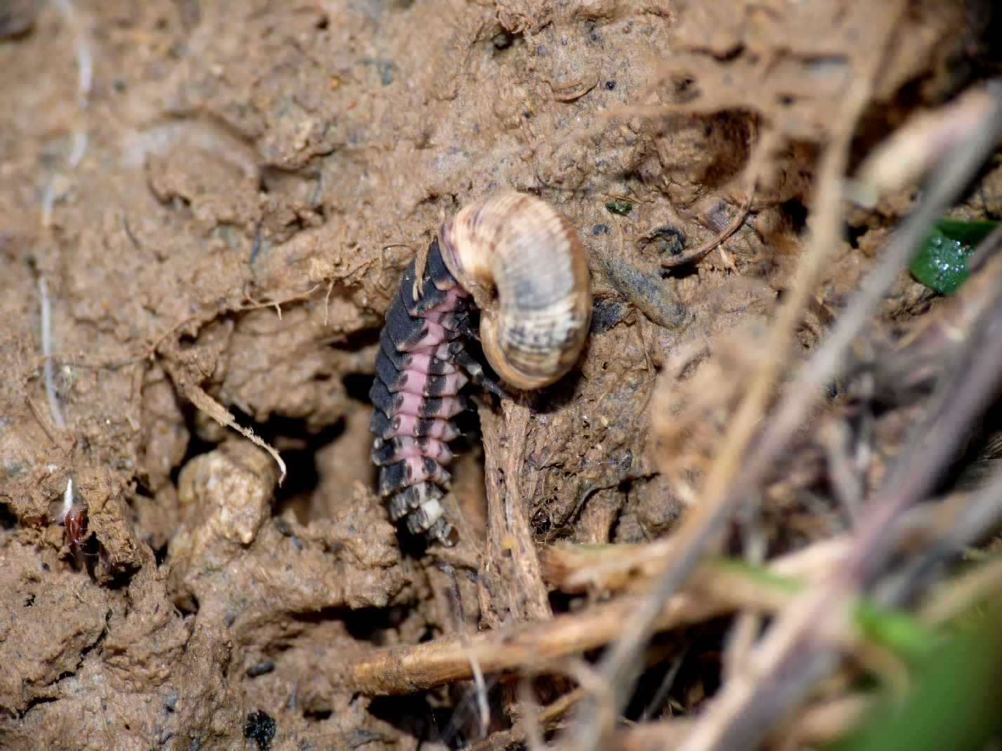 Larva di Lampyris che mangia una chiocciola